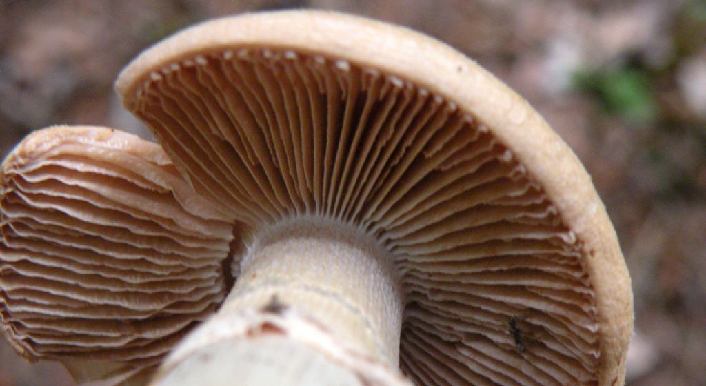 Cortinarius cfr caperatus?